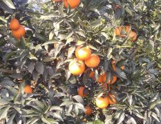 四川彭山柑橘是名优特产