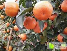 永福县本人有大概一万斤砂糖橘供应