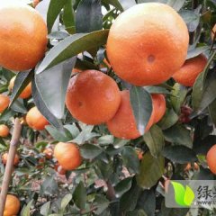 永福县本人有大概一万斤砂糖橘供应