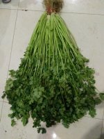 2015平度香菜现在订货有惊喜