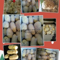 山东肥城荷兰十五土豆何去何从