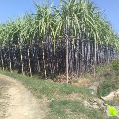 翁源甘蔗火爆招商中,翁城毛先生诚信合作