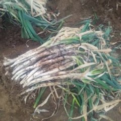 滕州大坞王爱英9月铁杆大葱