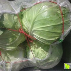 四川西昌特优甘蓝著名品牌