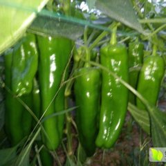 河南夏邑301辣椒品质优良