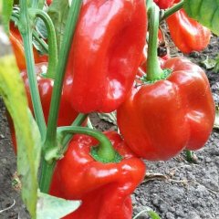 辽宁北宁红圆椒辣椒口感爽口