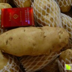 2020年安丘大棚上市土豆了！