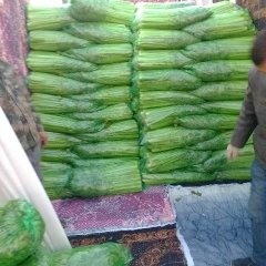 2015金乡芹菜抓住商机无限