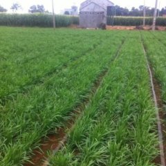 本人代收韭菜，质量好