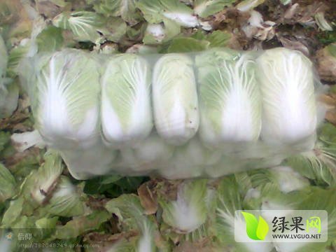2016年湖北嘉鱼青杂三号价格