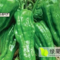 山东岚山砀椒三号辣椒是名优特产