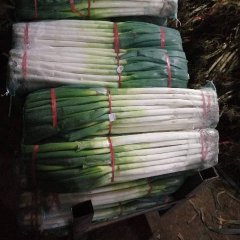 2015安丘大葱现在订货有惊喜