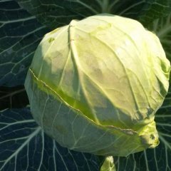 湖南君山中甘21甘蓝价格适宜