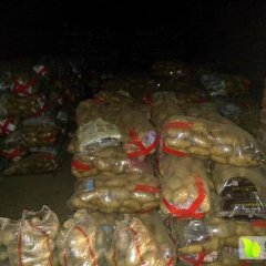 大量出售夏波蒂、荷兰十五、克新