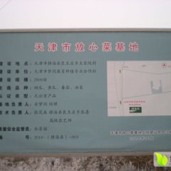 静海小白菜名扬天下良王贺永强诚信合作