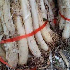 2015安丘大葱再不来就没机会了！