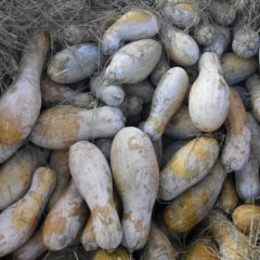 华容竹南王树为12月金韩密本南瓜