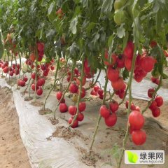 山东粉红西红柿基地欧冠西红柿
