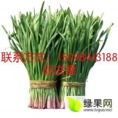 莘县张寨邱洪果11月绿康苔韭韭菜