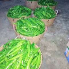 海南东方线椒辣椒产销两旺