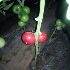 泾阳其他蔬菜长势旺盛,云阳吕亮诚信合作