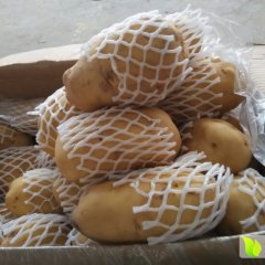 山东惠民荷兰十五土豆