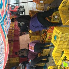 阳朔阳朔黎老板12月沙糖桔