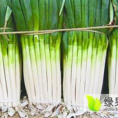 安丘大葱代收，代加工