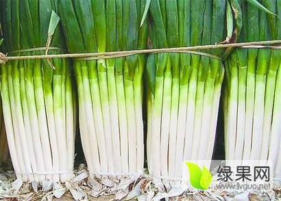 2016年山东安丘长白大葱价格