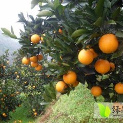 麻阳柑橘著名品种,农资周本和诚信合作