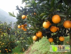 麻阳柑橘著名品种,农资周本和诚信合作