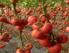 山东费县硬粉西红柿聚焦市场