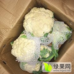 金乡冷库出售优质雪玉菜花