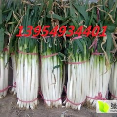 山东费县铁杆大葱大量上市欢迎选购