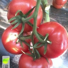 宁城西红柿绿色无公害,大城苏经理诚信合作