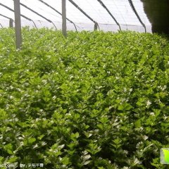 2015济阳芹菜今年价格有看点