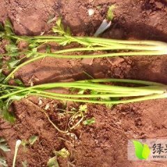 新泰汶南孙钰鑫8月玻璃翠芹菜
