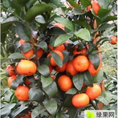 广西钟山沙糖桔欢迎合作