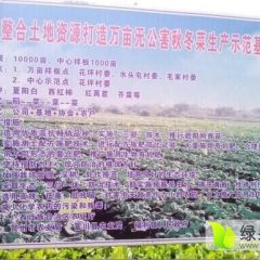 广西富川福建飞桥紫叶香莴苣无限商机，诚信合