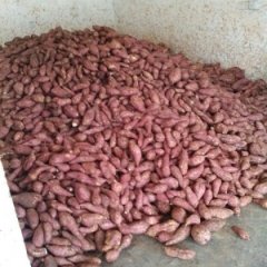 雁江红薯质量上乘保和李伯元诚信合作