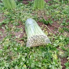 禹城芹菜是名优特产,山东刘昌诚信合作