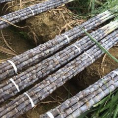 供应广西博白优质黑皮甘蔗节度均匀颜色靓