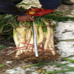 安丘大葱欢迎合作,白芬马万宗诚信合作