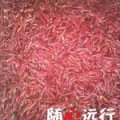 商丘西瓜大全