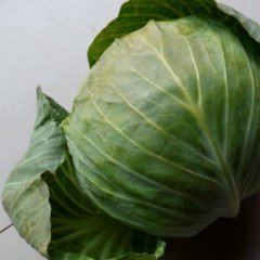 湖北嘉鱼荷兰皮球