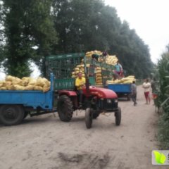 公主岭土豆口感爽口,怀德吴丹诚信合作