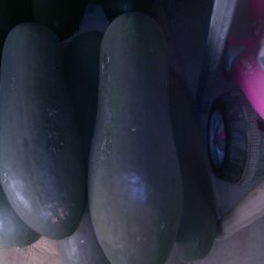 西青辛口毕立12月子弹头黑皮冬瓜