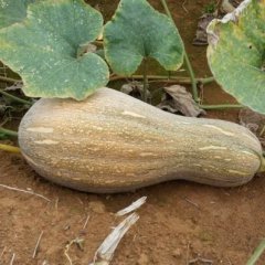 广东湛江密本南瓜