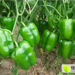 2015莘县辣椒再不来就没机会了！