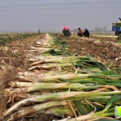 寿光大葱上市，欢迎咨询